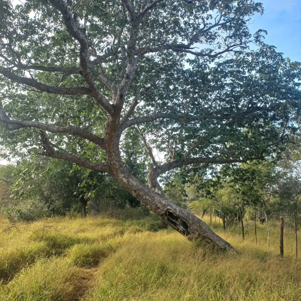 Livestock farm for sale in Inhambane, Inhambane, Mozambique - 3MQ1651800