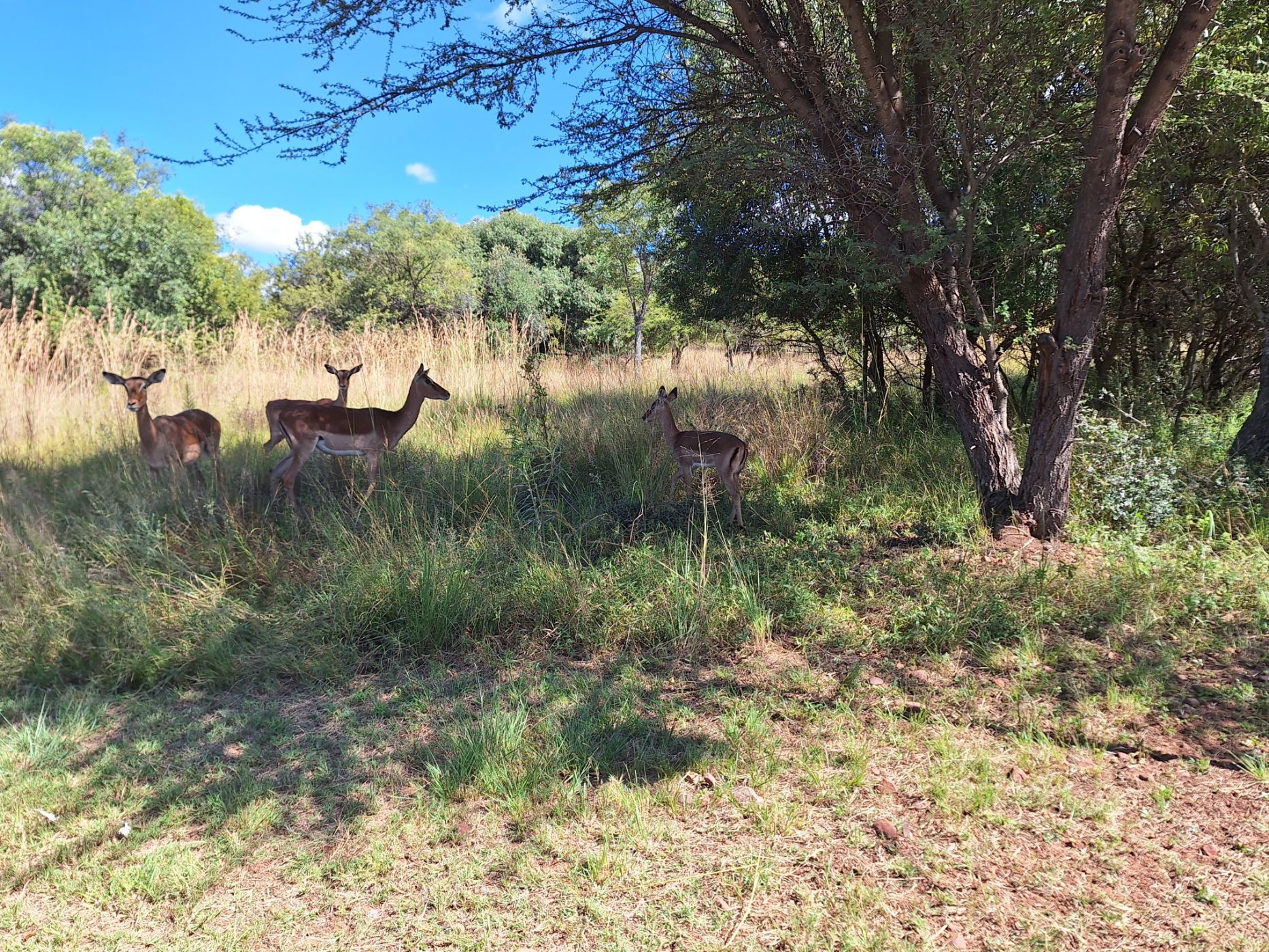 Vacant land for sale in Modimolle (Nylstroom) - 1MDM1652564