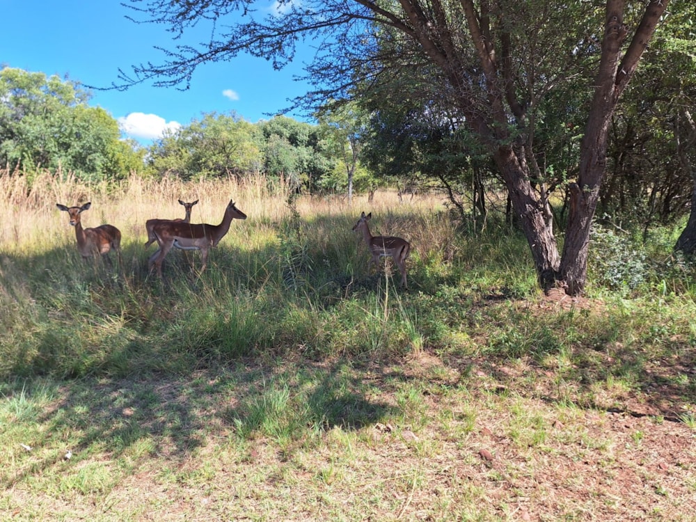 Vacant land for sale in Modimolle (Nylstroom) - 1MDM1652564