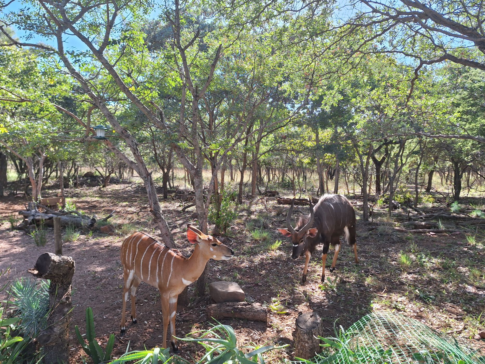 Vacant land for sale in Modimolle (Nylstroom) - 1MDM1652606