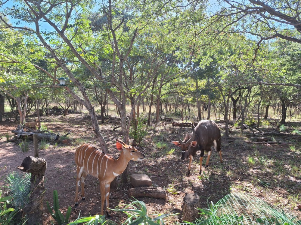 Vacant land for sale in Modimolle (Nylstroom) - 1MDM1652606