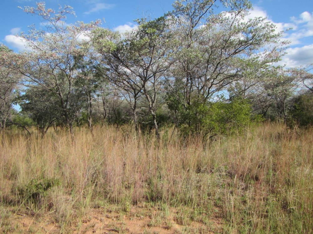 Vacant land for sale in Modimolle (Nylstroom) - 1MDM1652606