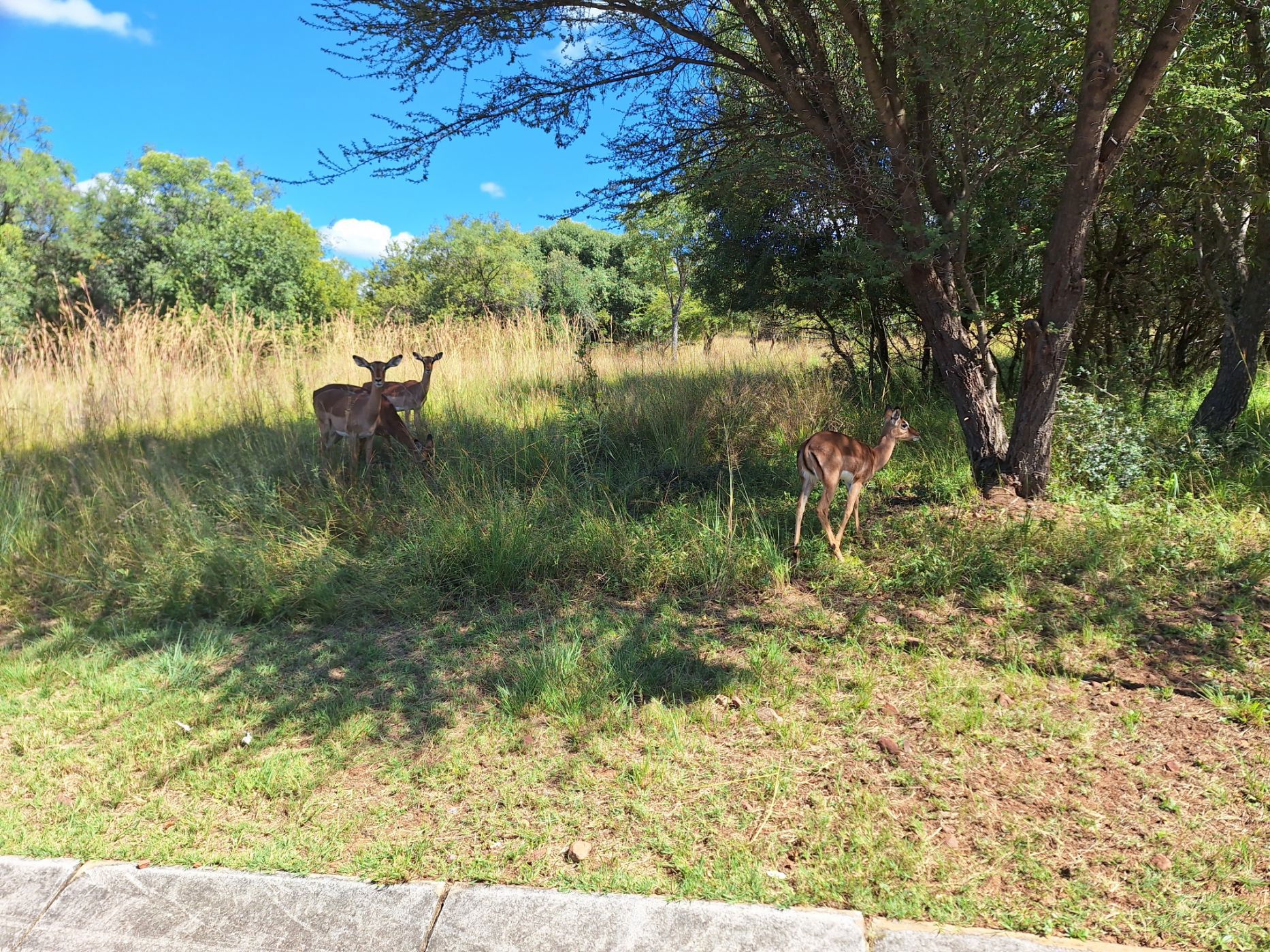 Vacant land for sale in Modimolle (Nylstroom) - 1MDM1652609