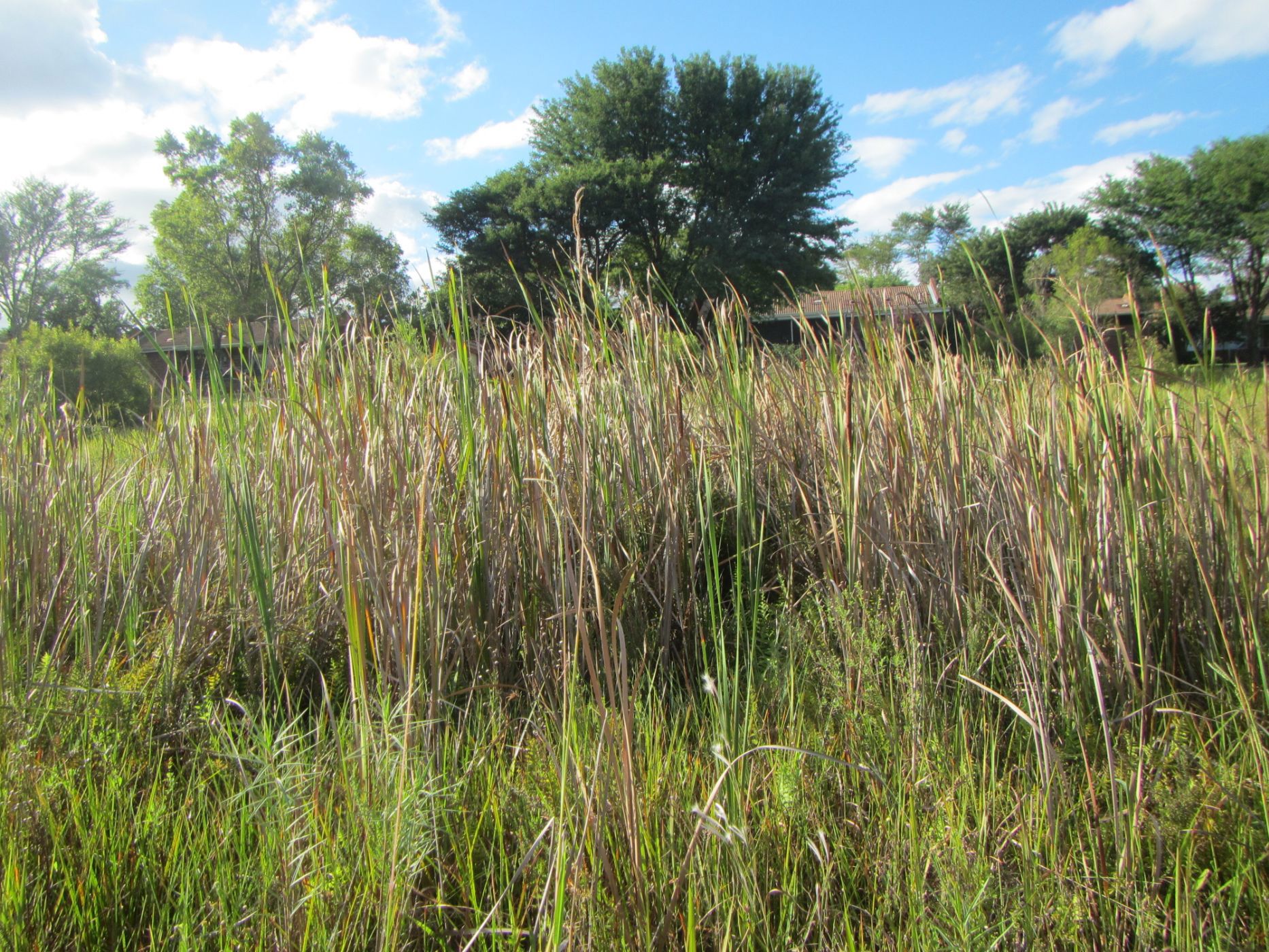 Vacant land for sale in Modimolle (Nylstroom) - 1MDM1652728