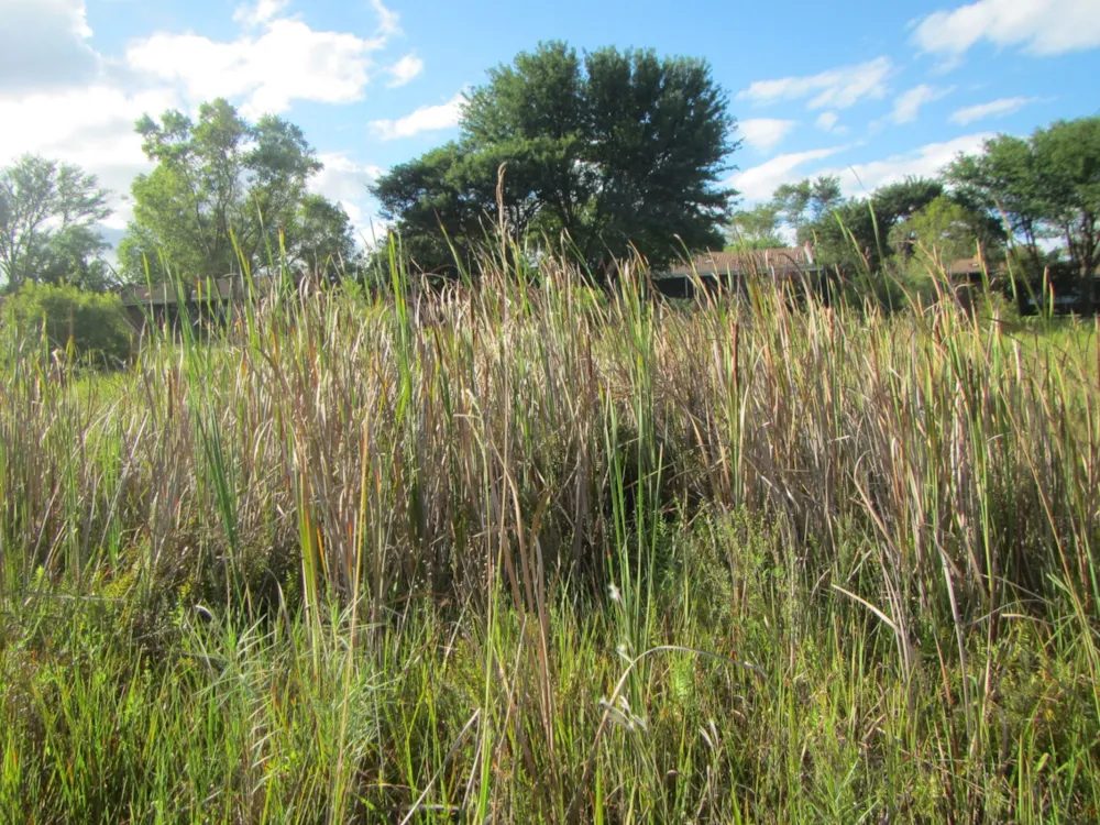 Vacant land for sale in Modimolle (Nylstroom) - 1MDM1652728 Vacant land for sale in Modimolle (Nylstroom) - 1MDM1652728