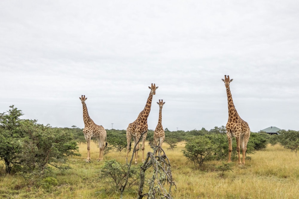 Residential vacant land for sale in Bathurst - 1PF1653231