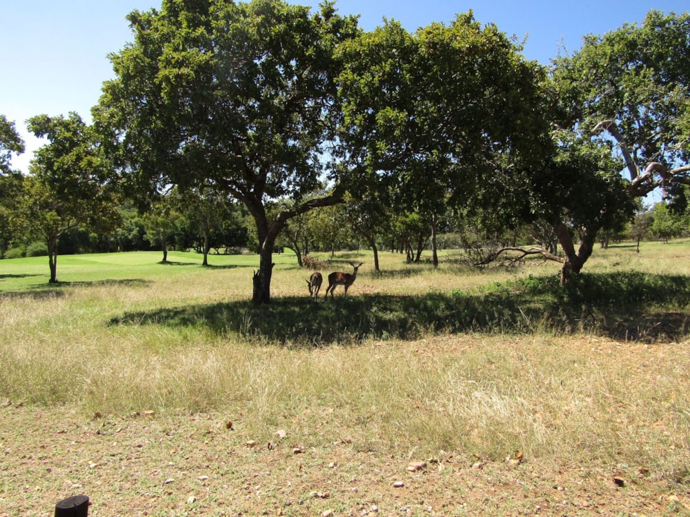 Vacant land sold in Seasons Eco Golf Estate - 1HR1649449 Vacant land sold in Seasons Eco Golf Estate - 1HR1649449