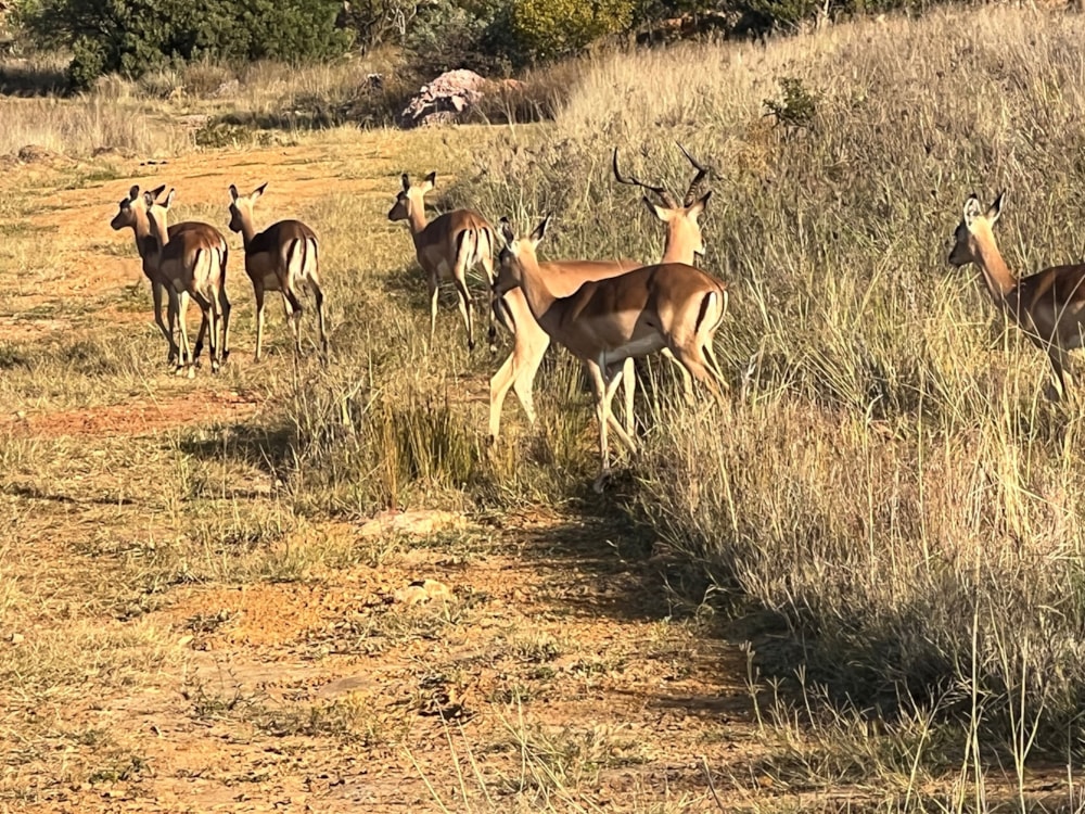 Residential vacant land for sale in Bronkhorstbaai - PRN1653252
