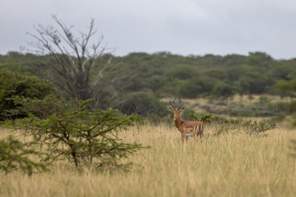 Residential vacant land for sale in Bathurst - 1PF1653231