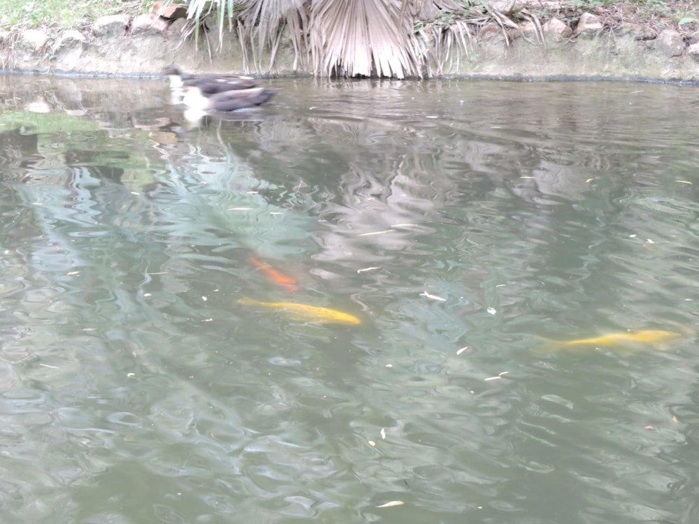 Mixed use farm for sale in Rustenburg - 1RU1653199