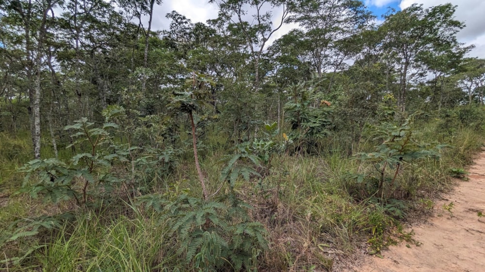 Vacant land for sale in Leopards Hill, Zambia - 3ZA1653142