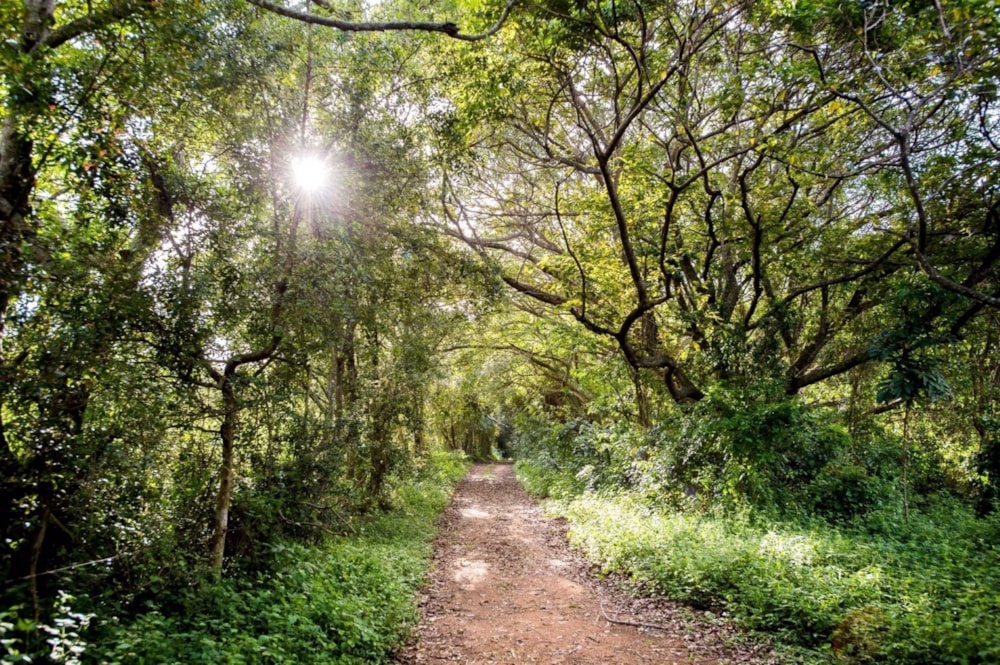 Residential vacant land for sale in Elaleni Coastal Forest Estate - 1BD1655202