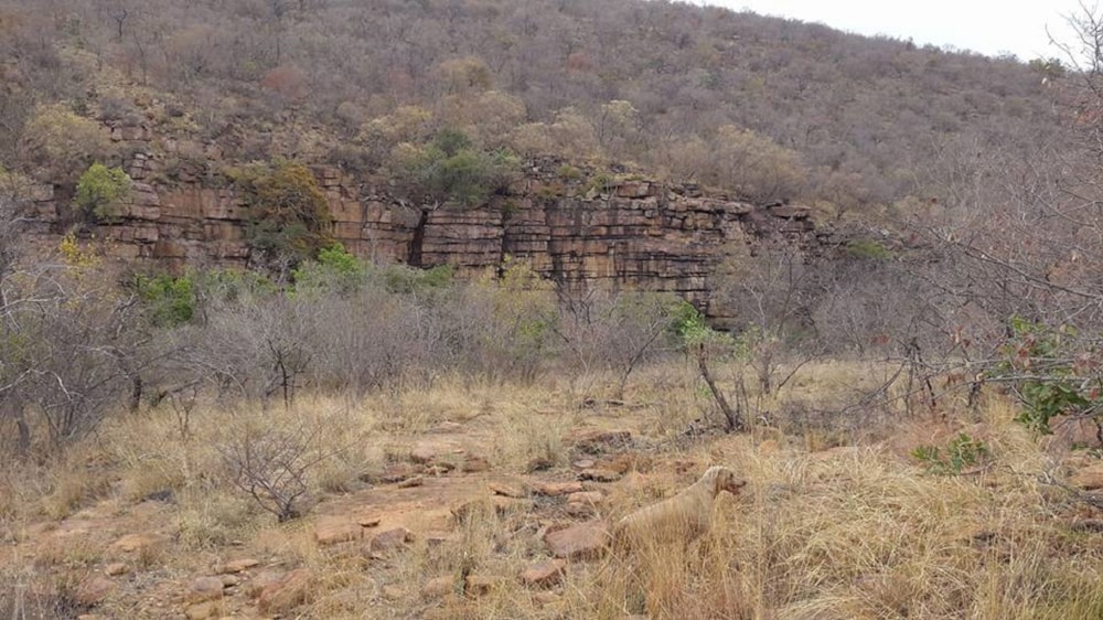 Mixed use farm for sale in Vaalwater - 1ER1654842 Mixed use farm for sale in Vaalwater - 1ER1654842