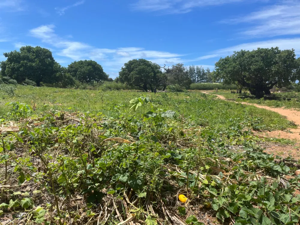 Vacant land for investment in Pemba, Cabo Delgado, Mozambique - 3MQ1655635