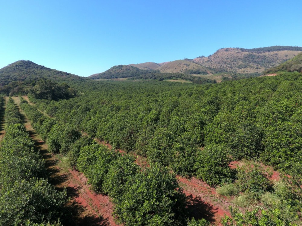 Nut farm for sale in Malelane - 1NK1702057