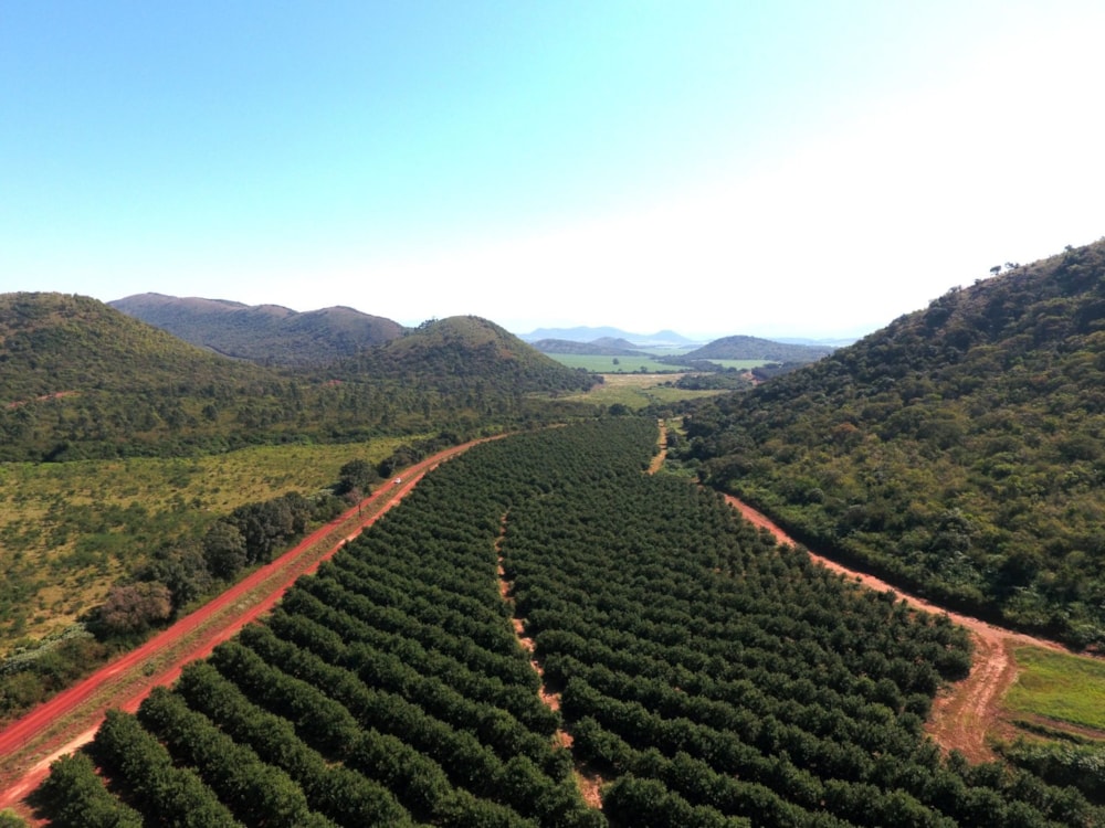 Nut farm for sale in Malelane - 1NK1702057
