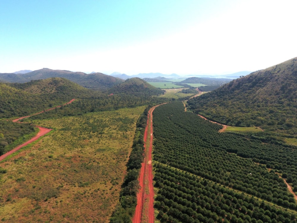 Nut farm for sale in Malelane - 1NK1702057