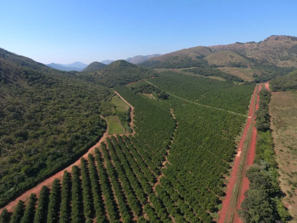 Nut farm for sale in Malelane - 1NK1702057