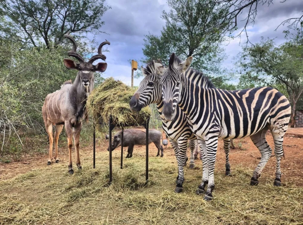 House to rent in Marloth Park - 1NK1657096 House to rent in Marloth Park - 1NK1657096