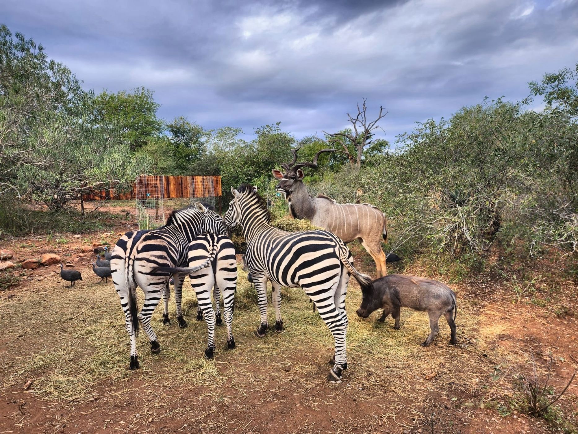 House to rent in Marloth Park - 1NK1656943