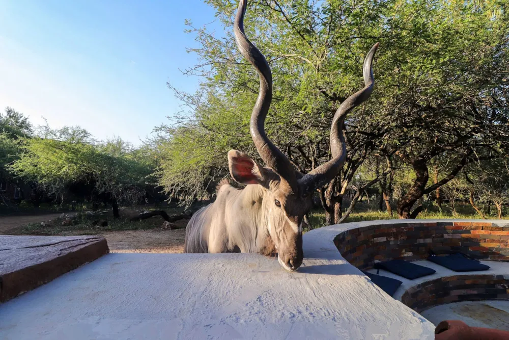 House to rent in Marloth Park - 1NK1579213 House to rent in Marloth Park - 1NK1579213