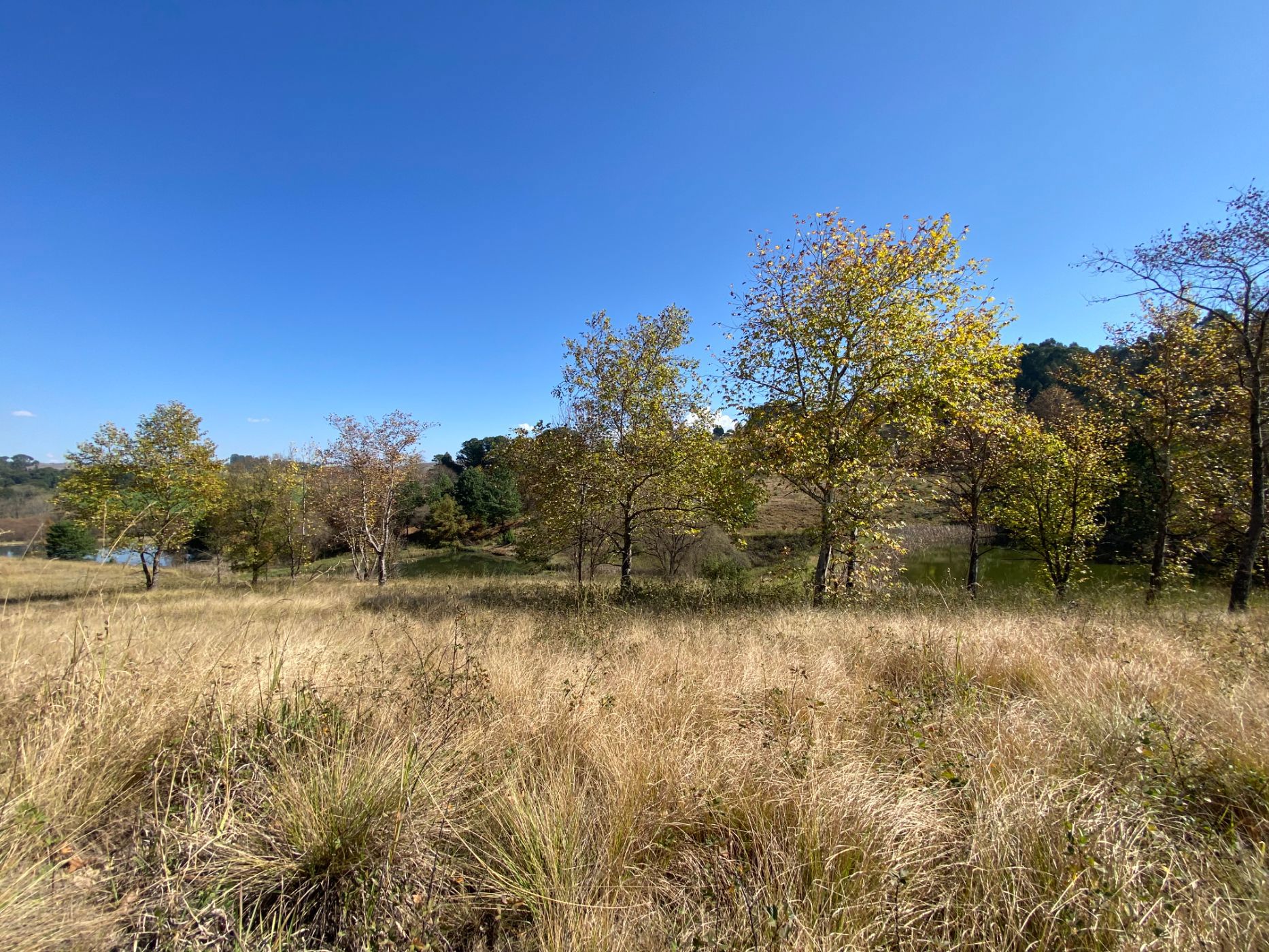 Vacant land for sale in Underberg - 1UB1658767