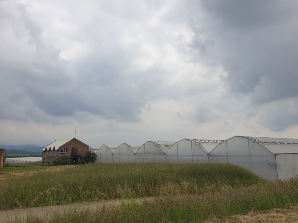 Nut farm for sale in Barberton Rural - 1NK1654697