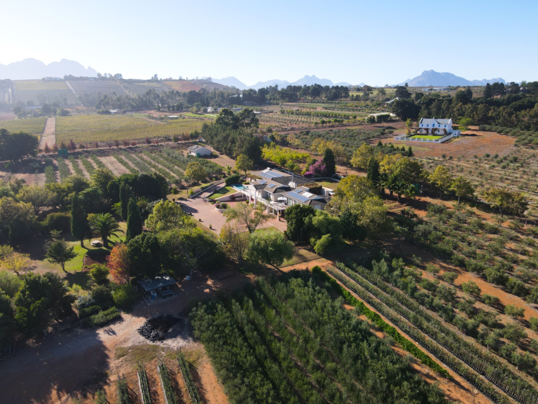 Olive farm for sale in Stellenbosch Farms - ST1656306