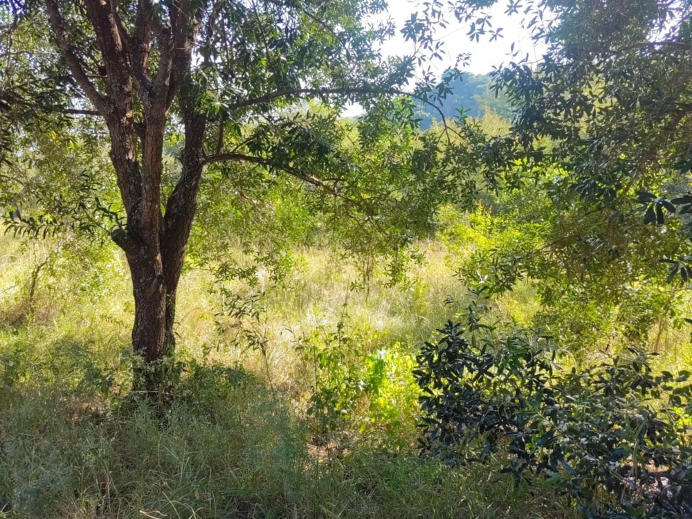 Vacant land for sale in Mbombela Central (Nelspruit Central) - 1NS1657372