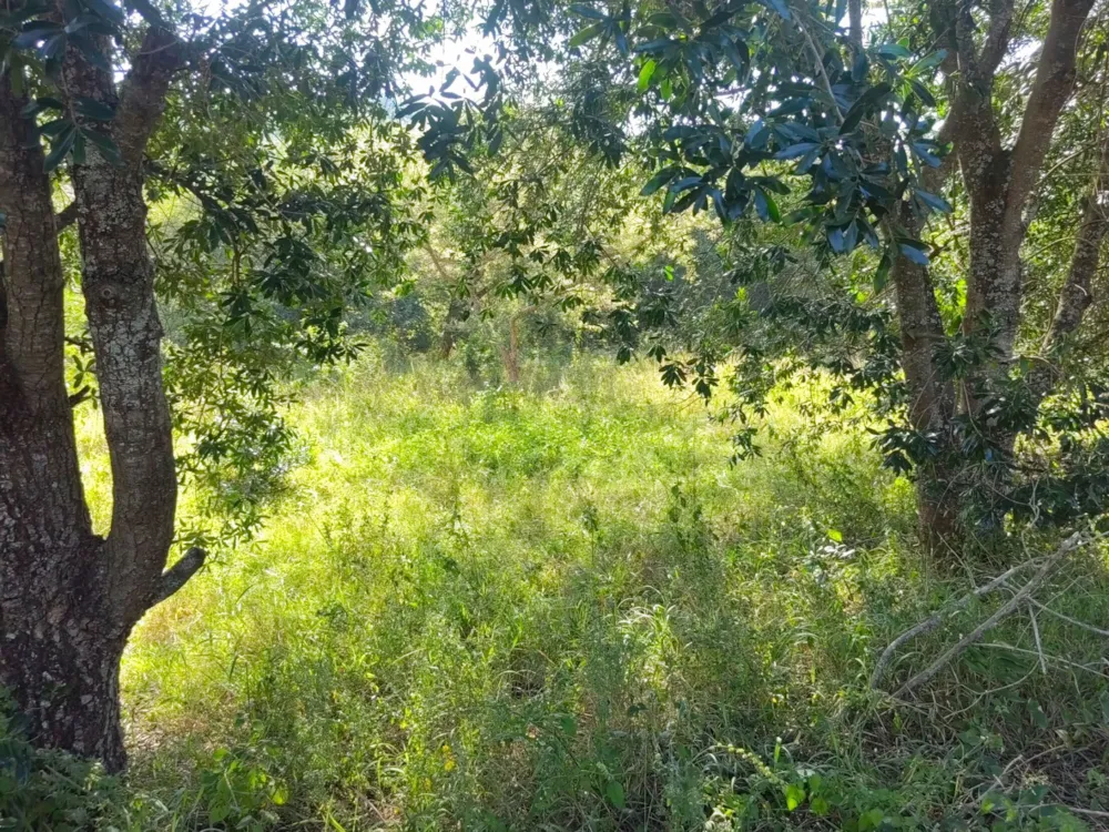 Vacant land for sale in Mbombela Central (Nelspruit Central) - 1NS1657372