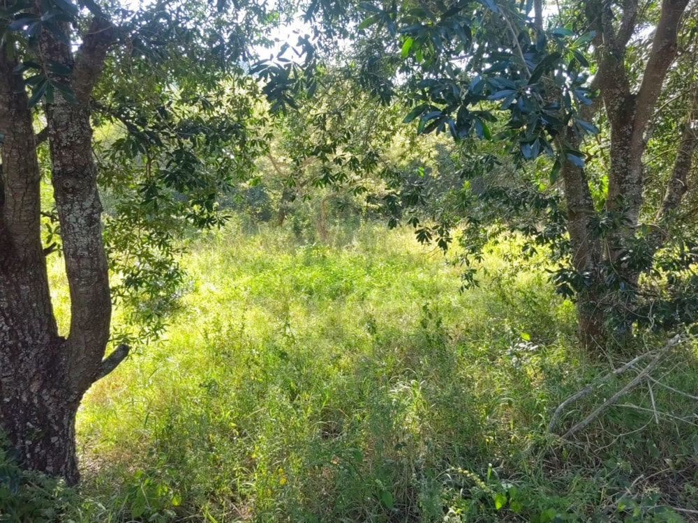 Vacant land for sale in Mbombela Central (Nelspruit Central) - 1NS1657372