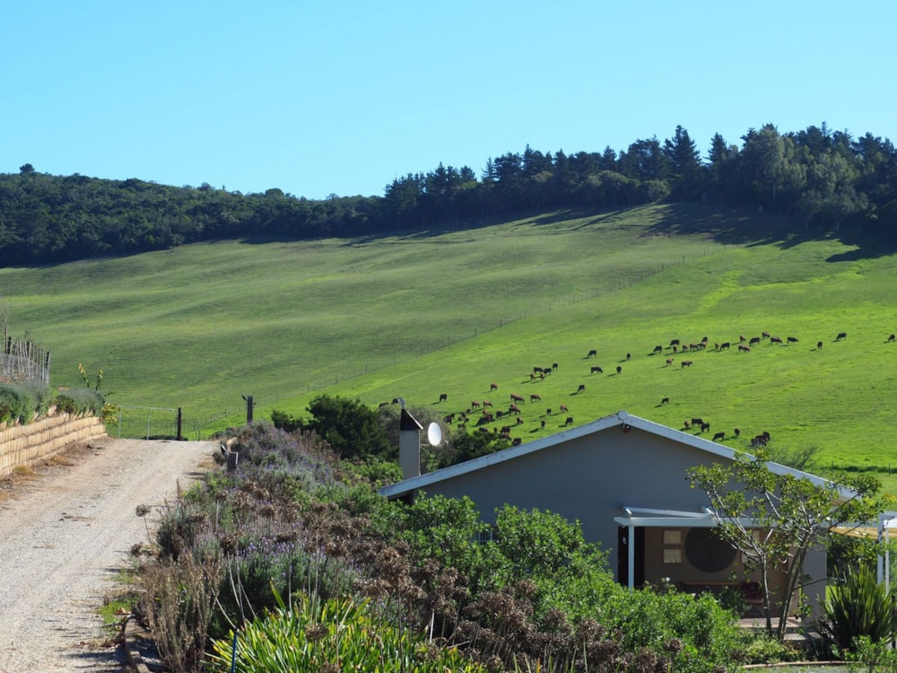 Mixed use farm for sale in Plettenberg Bay Rural - 1KG1658670 Mixed use farm for sale in Plettenberg Bay Rural - 1KG1658670