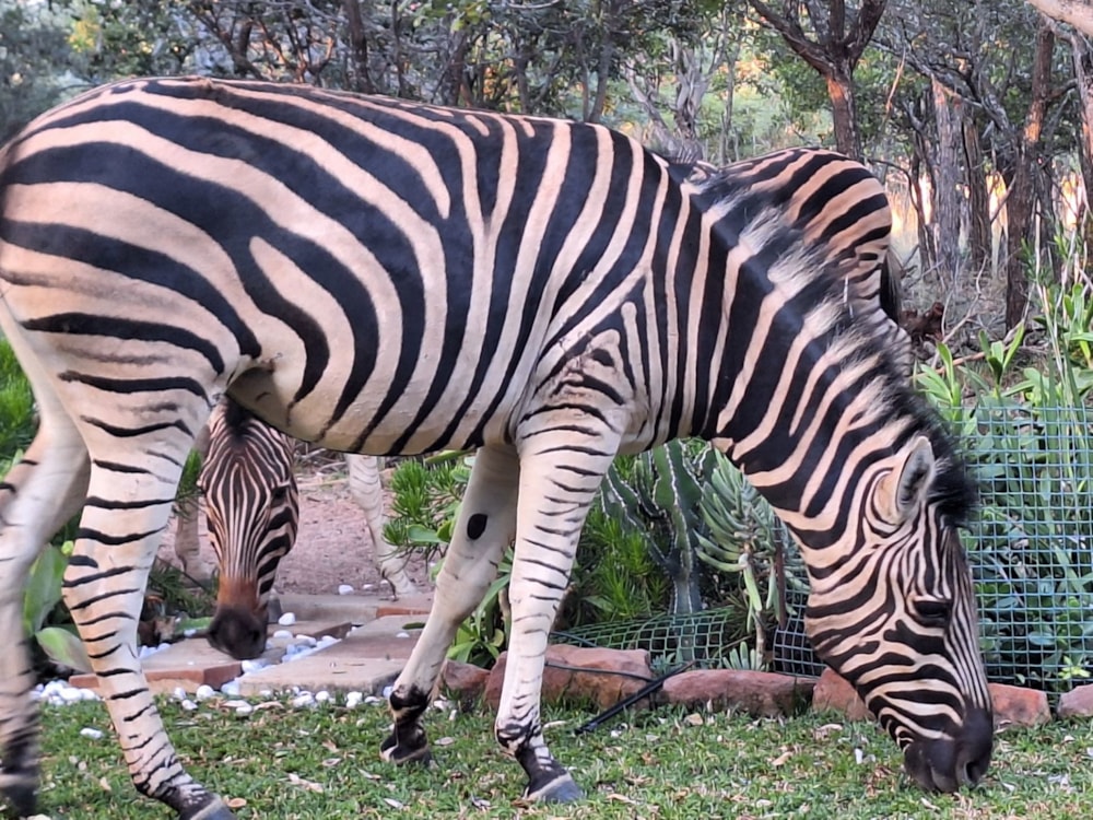 Vacant land for sale in Modimolle (Nylstroom) - 1MDM1657989