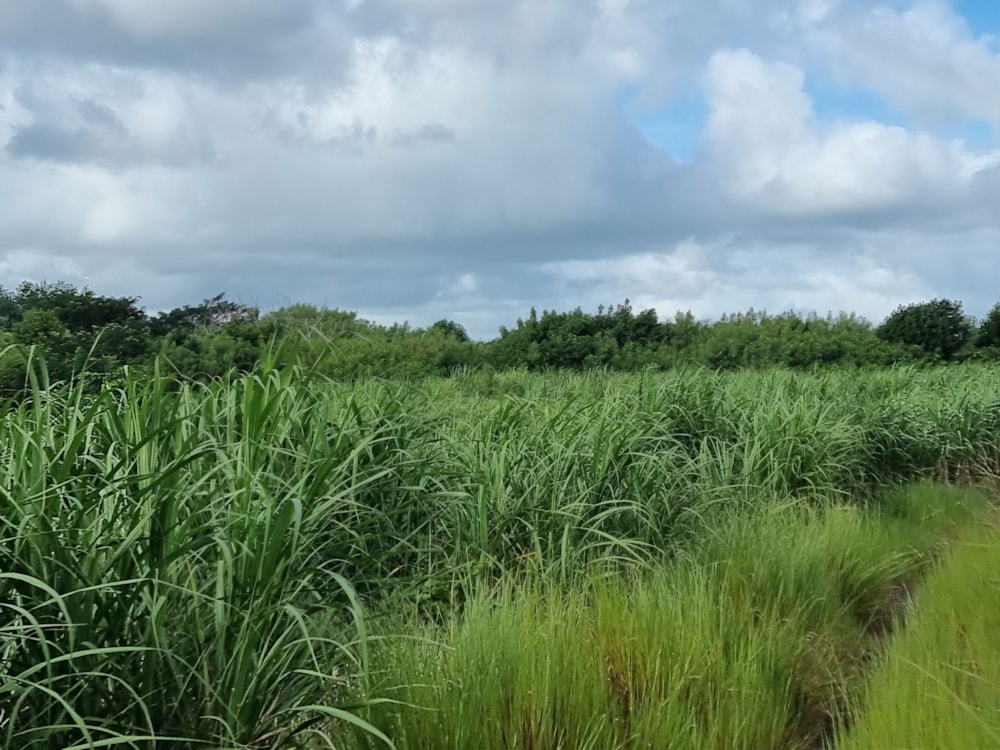 Residential vacant land for sale in Cap Malheureux, Mauritius - MPR1659397