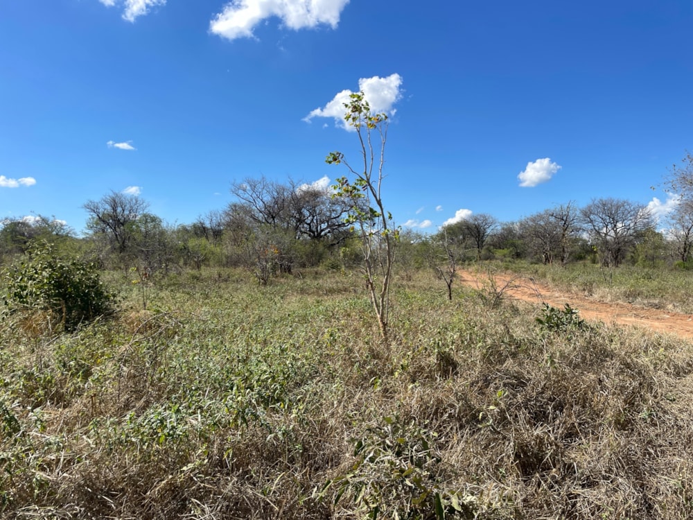Residential vacant land for sale in Mazabuka, Zambia - 3ZA1660132 Residential vacant land for sale in Mazabuka, Zambia - 3ZA1660132
