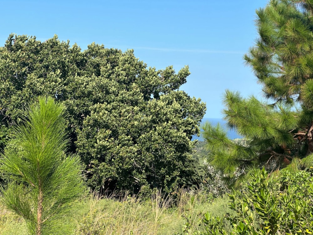 Vacant land for sale in Palm Beach - 1PD1031853 Vacant land for sale in Palm Beach - 1PD1031853