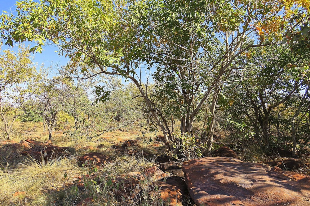 Vacant land for sale in Lephalale Rural - 1ER1659846 Vacant land for sale in Lephalale Rural - 1ER1659846