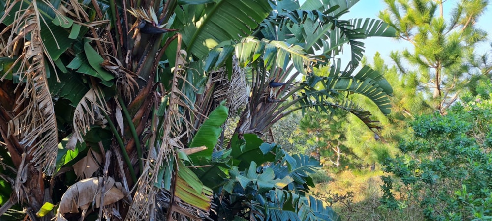 Residential vacant land for sale in Palm Beach - 1PD1442610 Residential vacant land for sale in Palm Beach - 1PD1442610