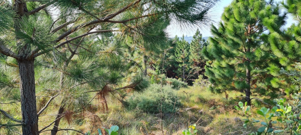 Residential vacant land for sale in Palm Beach - 1PD1442610 Residential vacant land for sale in Palm Beach - 1PD1442610