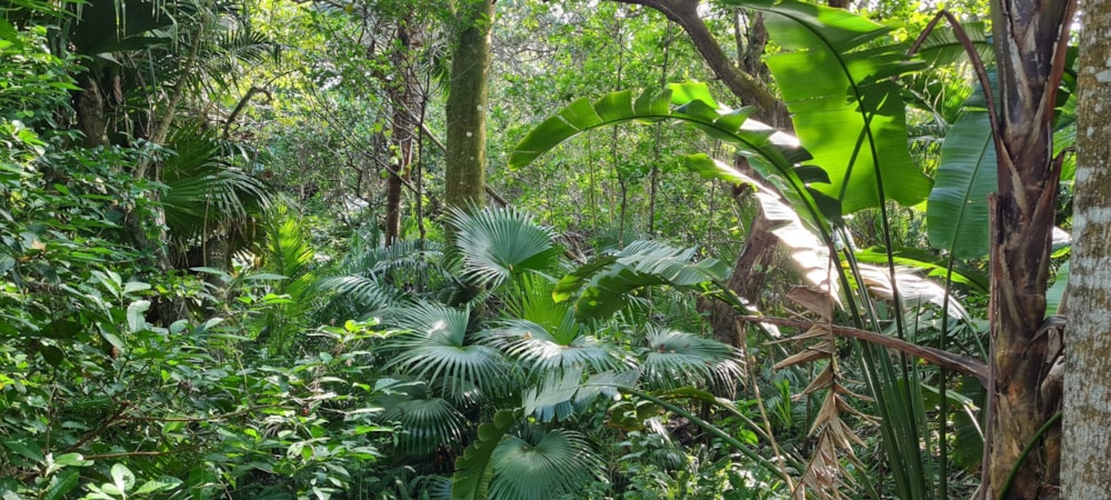 Residential vacant land for sale in Glenmore Beach - 1PD1662589