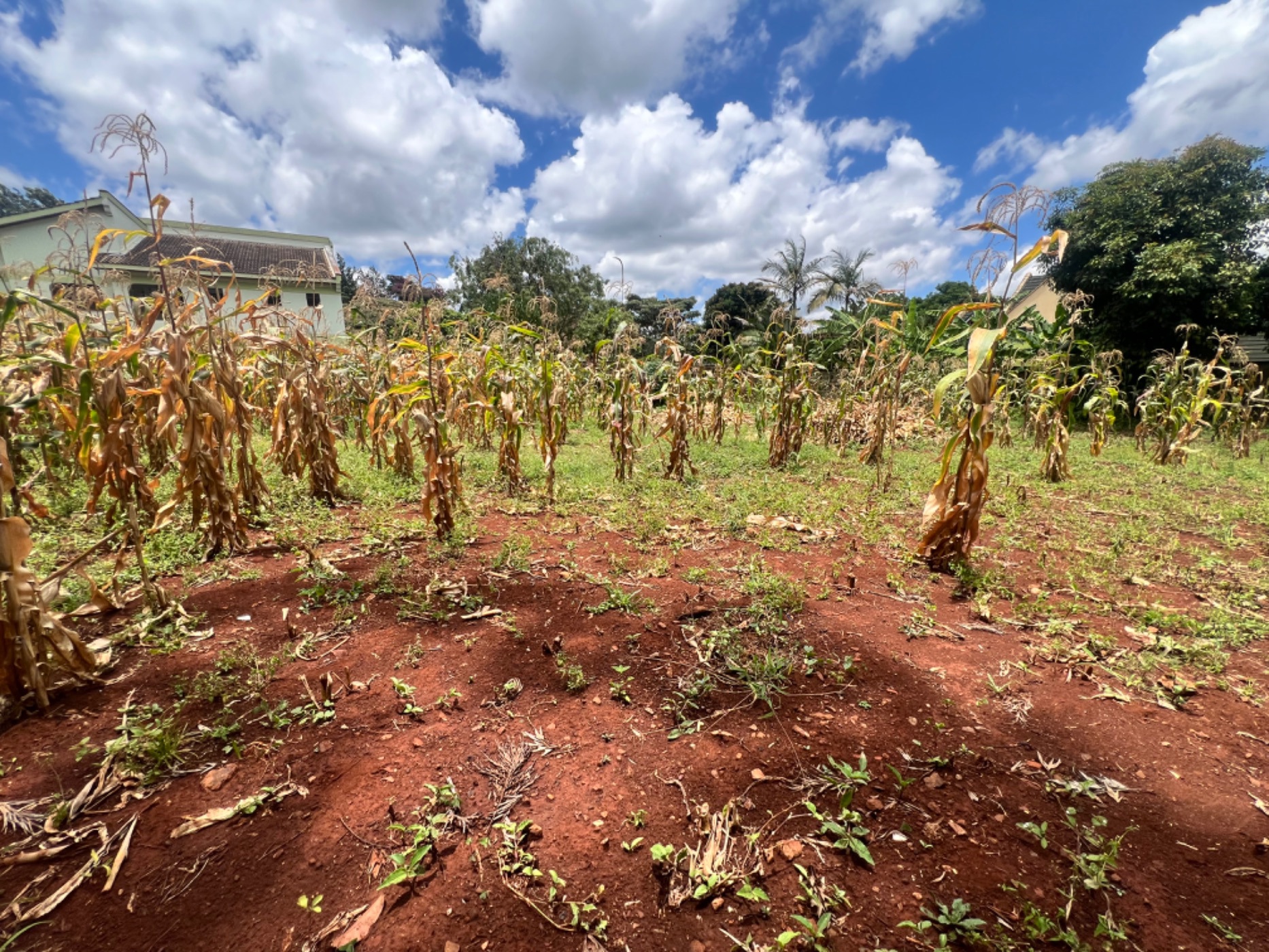 Vacant land for sale in Runda , Kenya - 3KE1714008