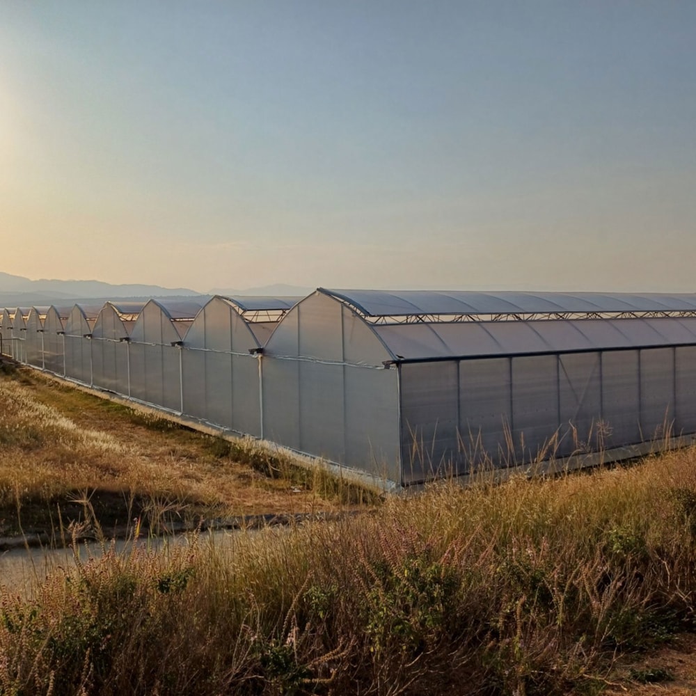 Nut farm for sale in Barberton Rural - 1NK1654697