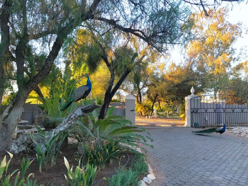 Lifestyle property for sale in Oudtshoorn Rural - 1OU1658442 Lifestyle property for sale in Oudtshoorn Rural - 1OU1658442