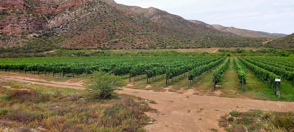 Game farm for sale in Oudtshoorn Rural - 1OU1660329 Game farm for sale in Oudtshoorn Rural - 1OU1660329