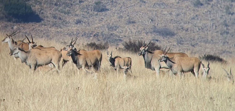 Game farm for sale in Oudtshoorn Rural - 1OU1660329 Game farm for sale in Oudtshoorn Rural - 1OU1660329