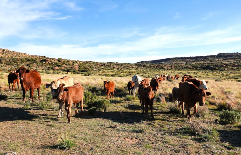 Mixed use farm for sale in Molteno - 1KK1662576