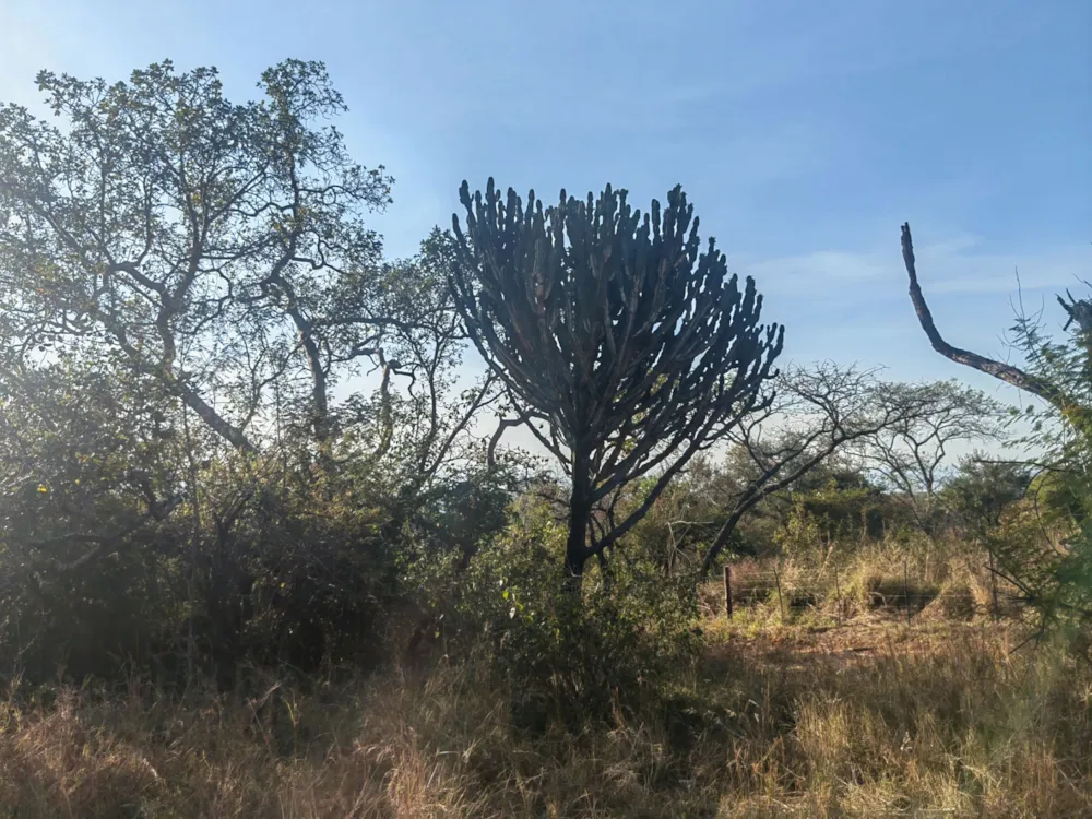 Farm vacant land for sale in Mbombela Rural (Nelspruit Rural) - 1NS1660750 Farm vacant land for sale in Mbombela Rural (Nelspruit Rural) - 1NS1660750