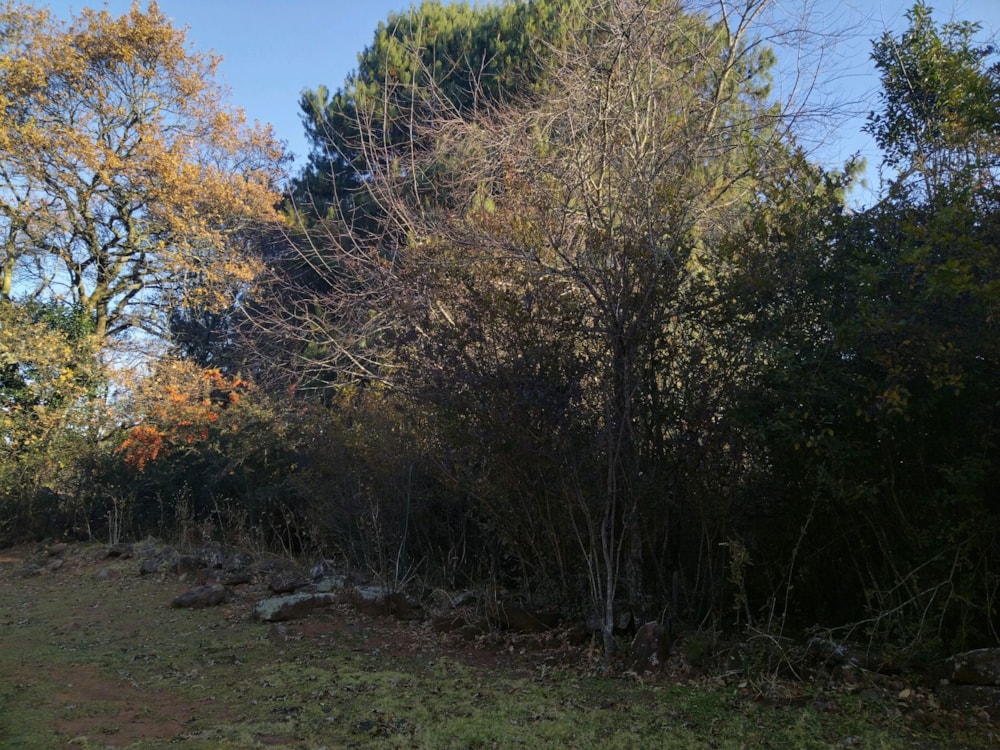 Vacant land sold in Dullstroom - 1DS1662113 Vacant land sold in Dullstroom - 1DS1662113