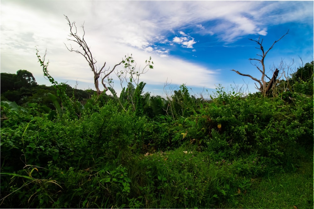 Residential vacant land for sale in Trafalgar - 1PD1661567