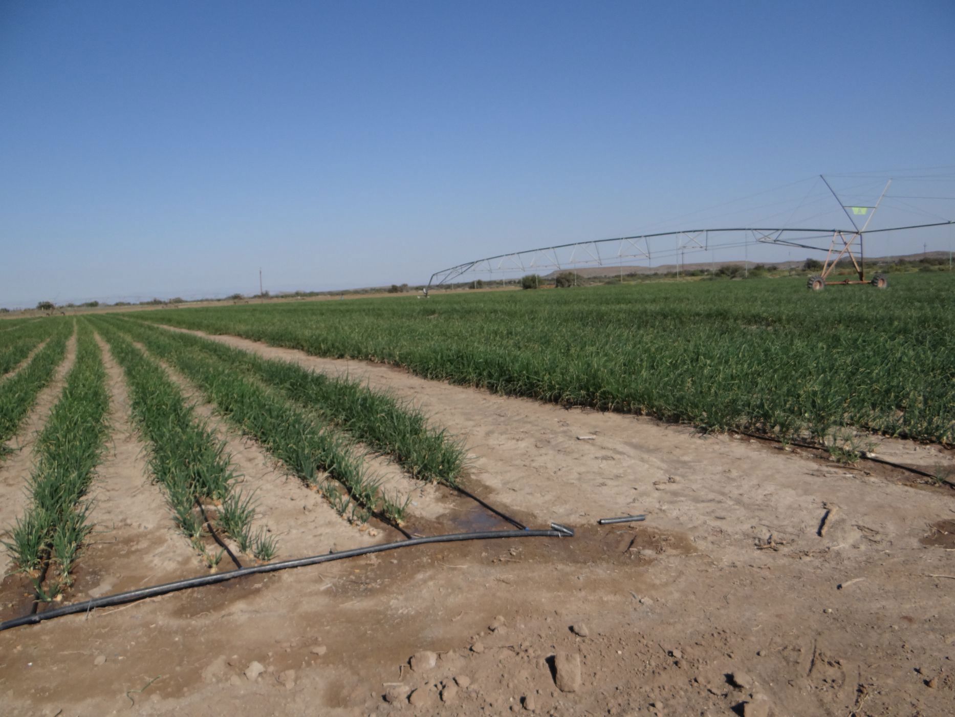 Mixed use farm for sale in Beaufort West Rural - 1KK1663798